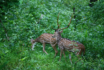 Beautiful Deer Couple Full HD Jungle Nature Background Wallpaper for Laptop Widescreen