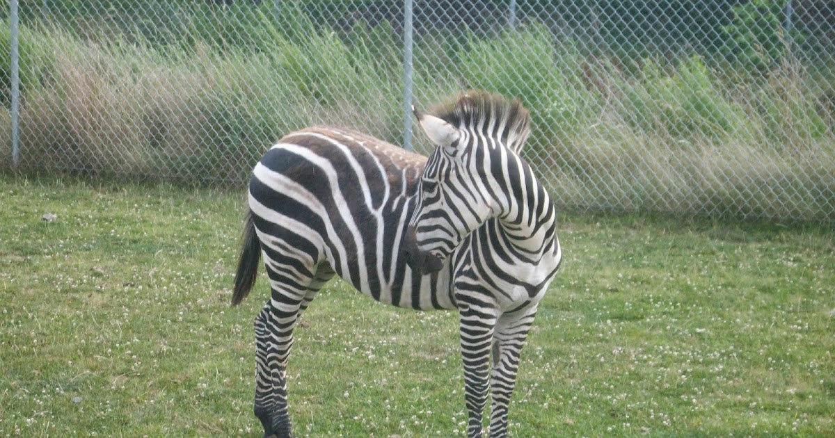 ZooZooReview Best 100 Animals We Have Seen In Zoos (6051)