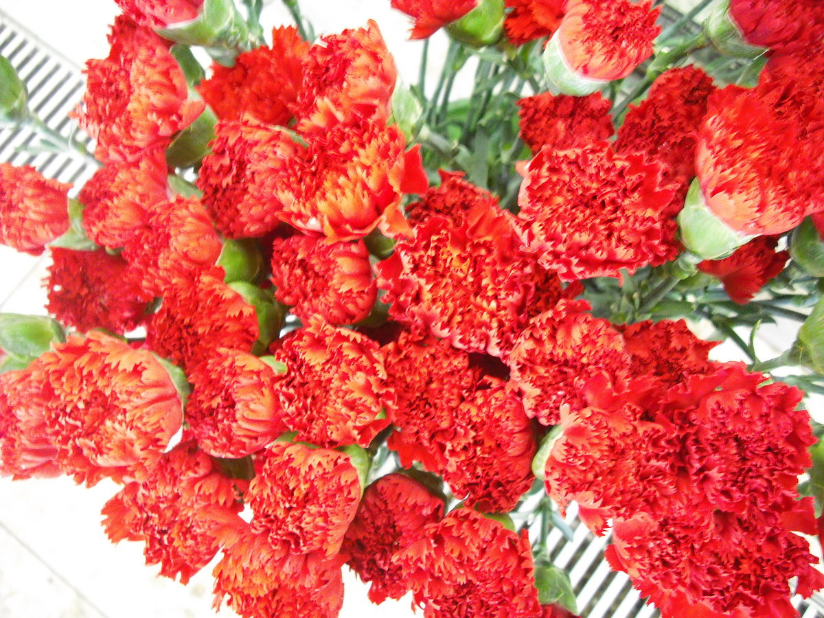 ティアトゥラ スペイン語学校のブログ サラマンカ スペインの国花は