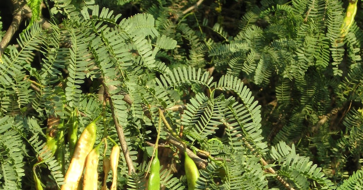 Grow How Nitrogen from Plants