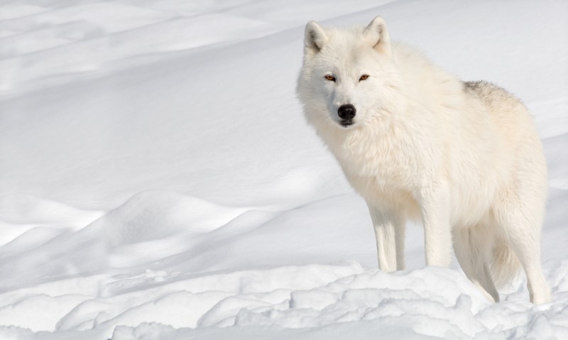 Arctic Wolf Food