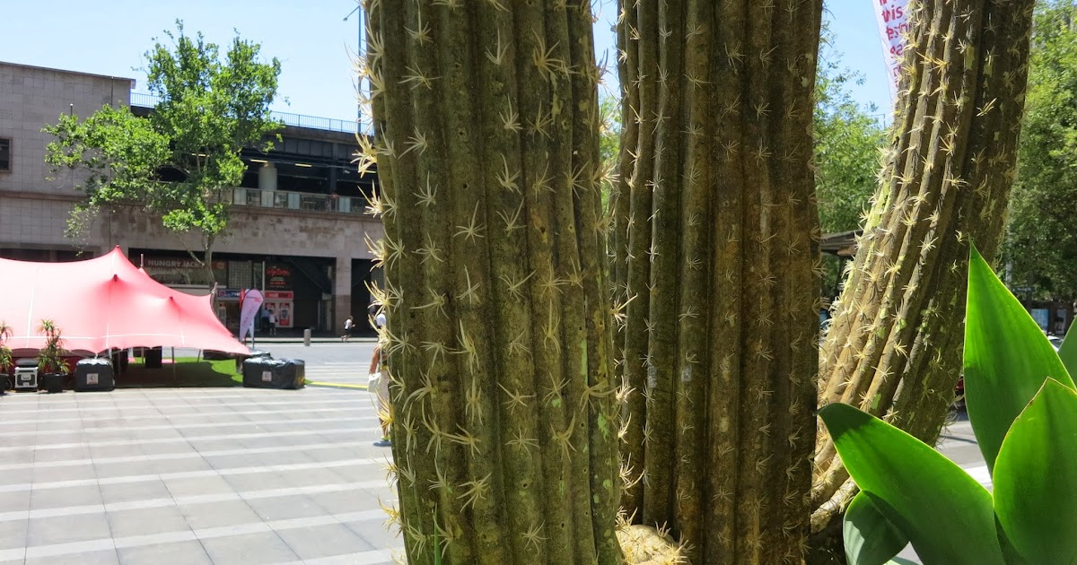 Sydney Australia Cactus in Sydney