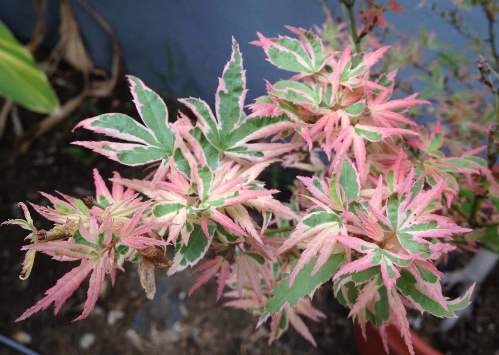 Aprille's SoCal Gardening March 2013