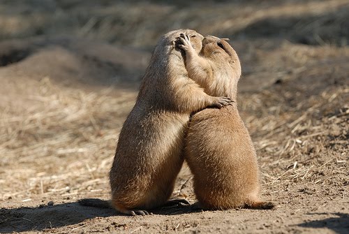 http://1.bp.blogspot.com/-K7x5RNUdVFY/TcebSELPOAI/AAAAAAAAAfQ/ueuXuPyo8ek/s1600/breeding-pet-prairie-dog.jpg