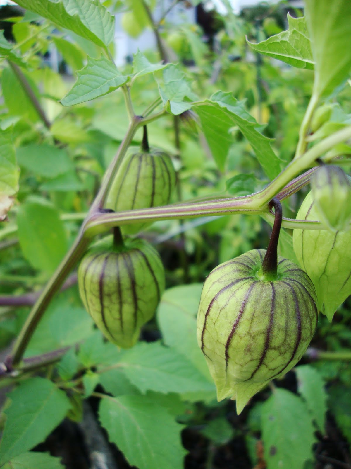 danger garden Lanterns in the garden…