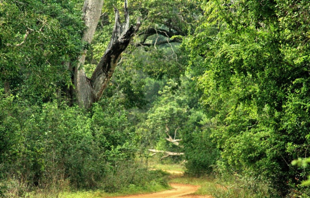 Wilpattu National Park A Synonym Of Adventure And Excitement