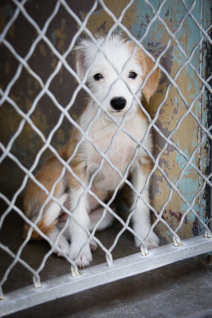 Frank Wise Photography The Dogs of the Baldwin Park Shelter