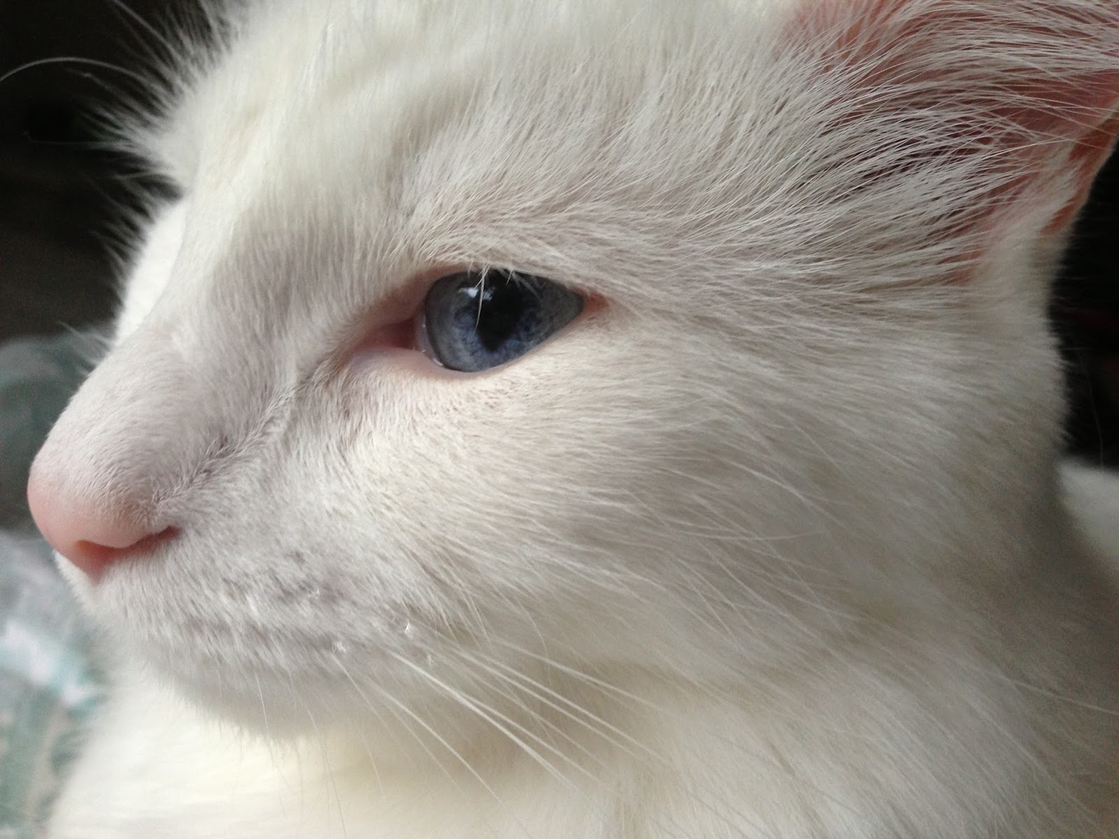 Cat's Cats White Whisker Wednesday