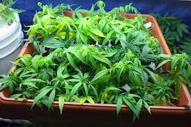 Uruguai legaliza a maconha avanço da maconha na américa