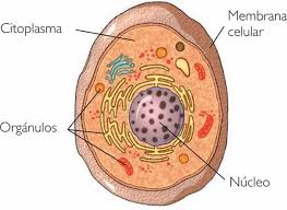 Partes de una Celula