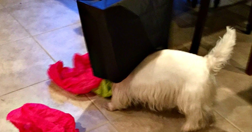 The White Dog Blog: Happy Birthday Mary Lee!!