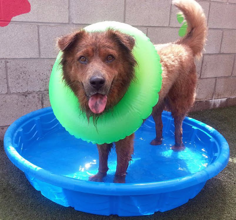 PetSmart Dogs For Adoption In Tucson
