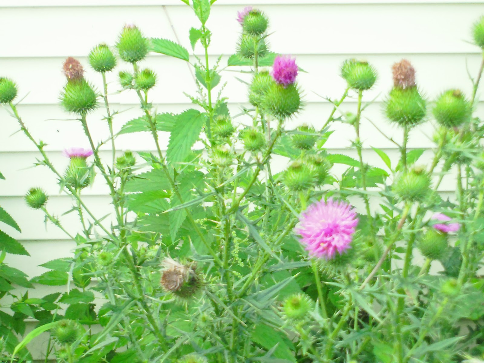 Fitzpatrick Farm Thistle The artichoke you can grow in any zone