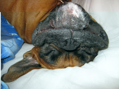 funny boxer dog big floppy chops smile