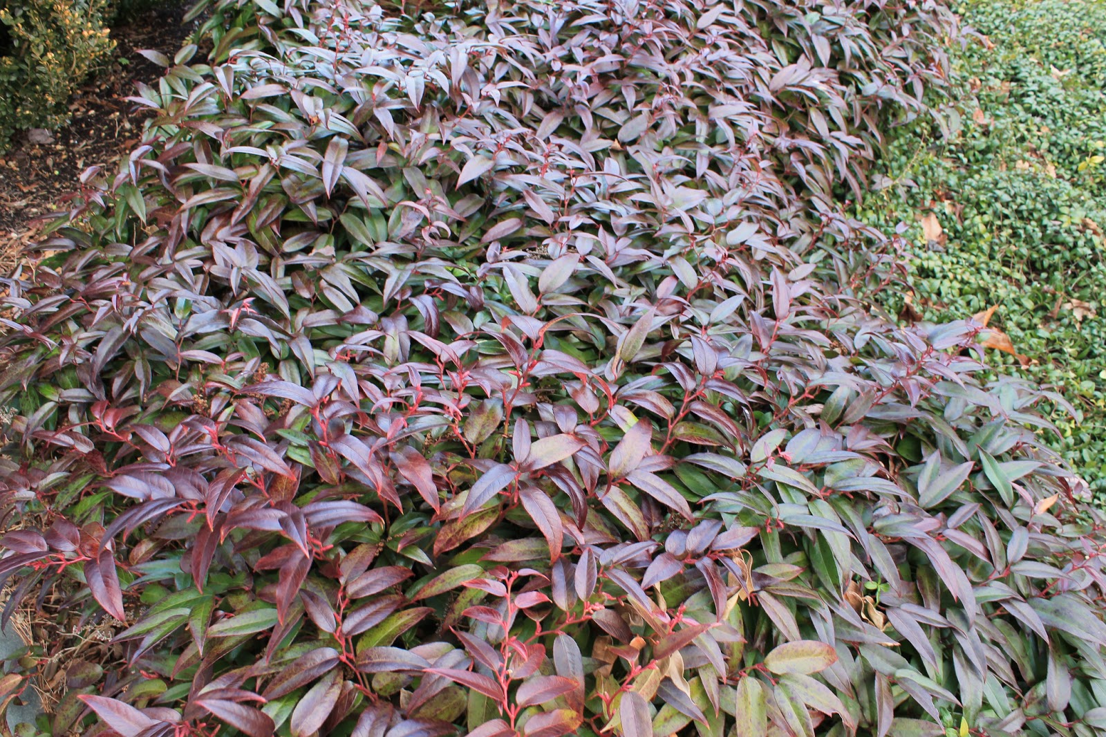 Black Cat Gardening The Winter Garden