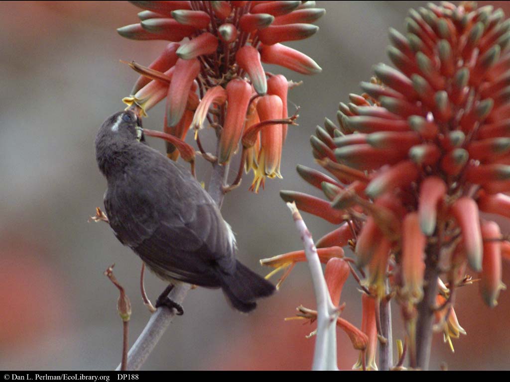 The world of plants and flowers Pollination by Animals