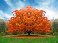 COSA SIGNIFICA SOGNARE UN ALBERO