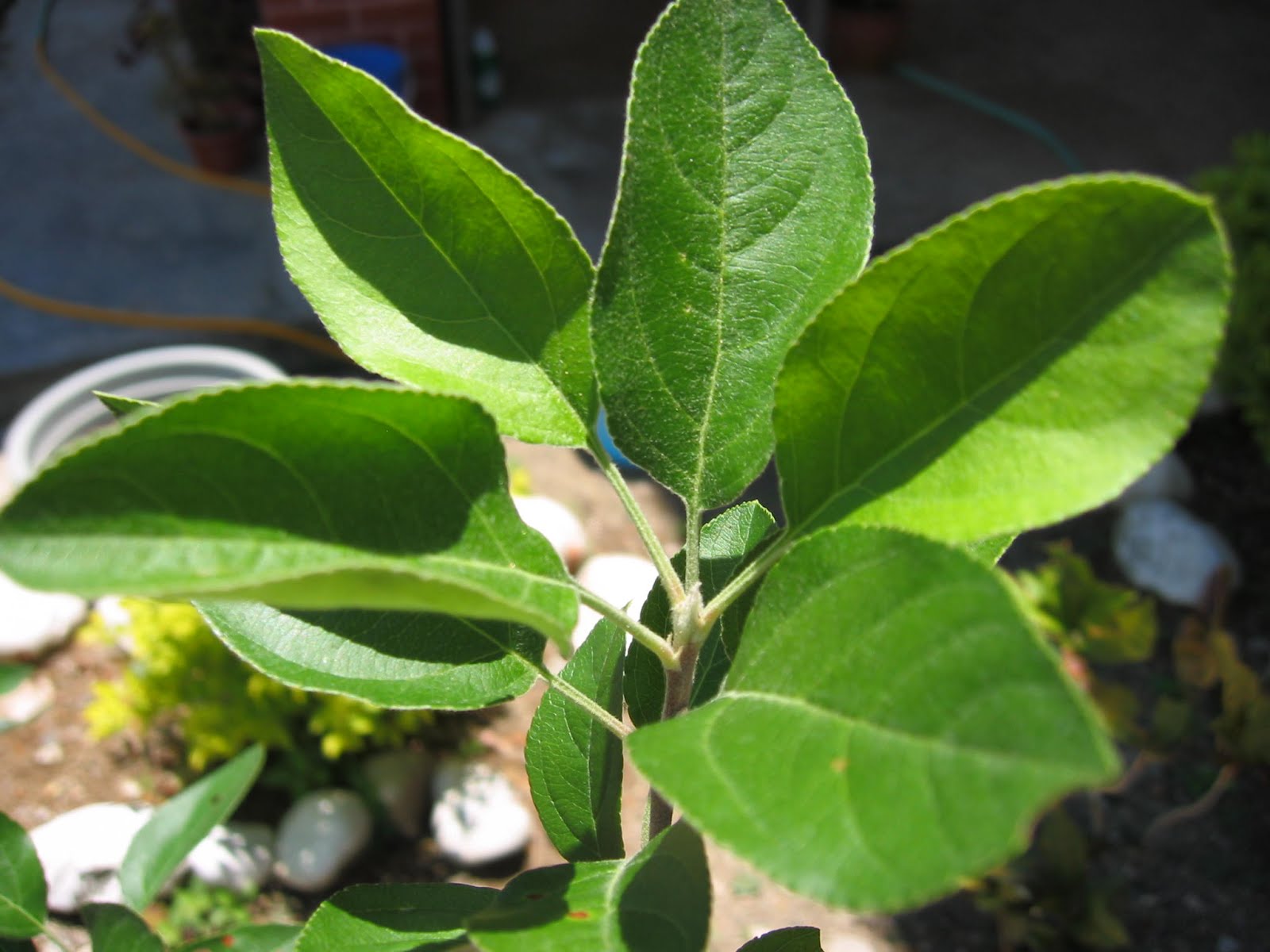 Pembelajaran Sains Tumbuhan Melalui Internet Ciri 6 Jenis Urat