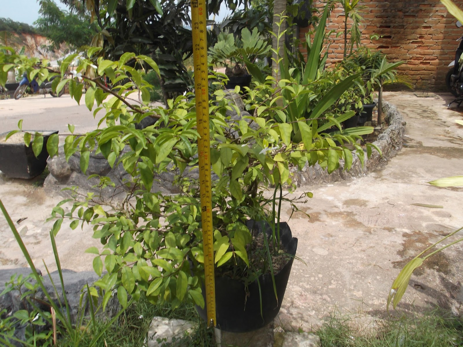 Spesialis Tanaman Bonsai di Pulau Batam Gallery Bakalan