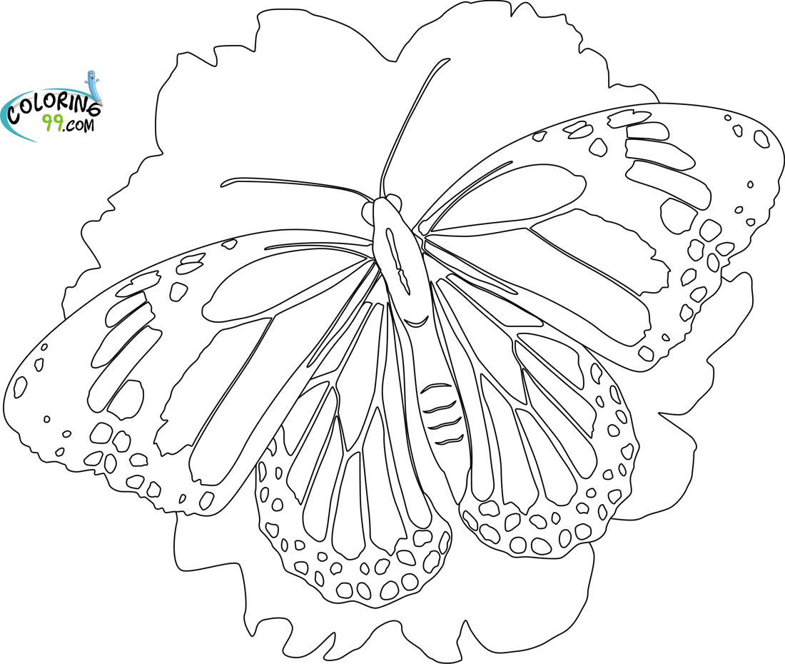 Butterfly Coloring Pages | Team colors