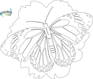 monarch butterfly coloring pages free 