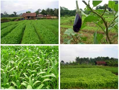 Tanaman Indonesia - BUDIDAYAKU