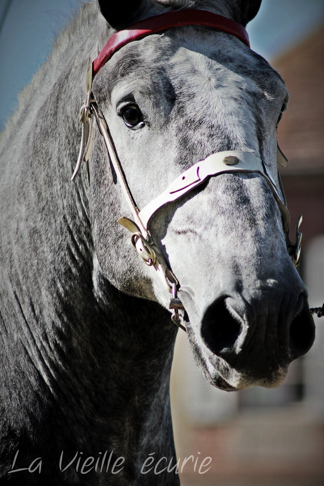 Percheron