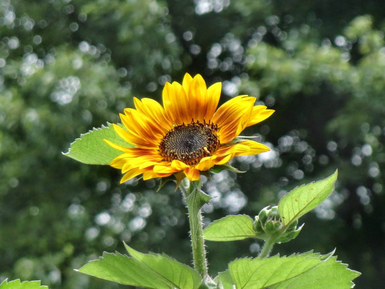 Sunflower