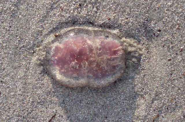 Sketching in Nature: Jellies on the beach part 2