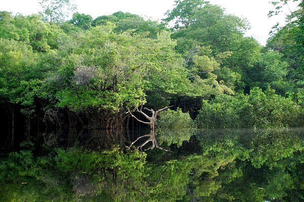 Brazil Rainforest Amazon