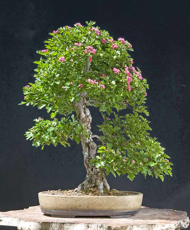 Walter Pall Bonsai Adventures Japanese hawthorn
