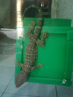 My Tokay Gecko