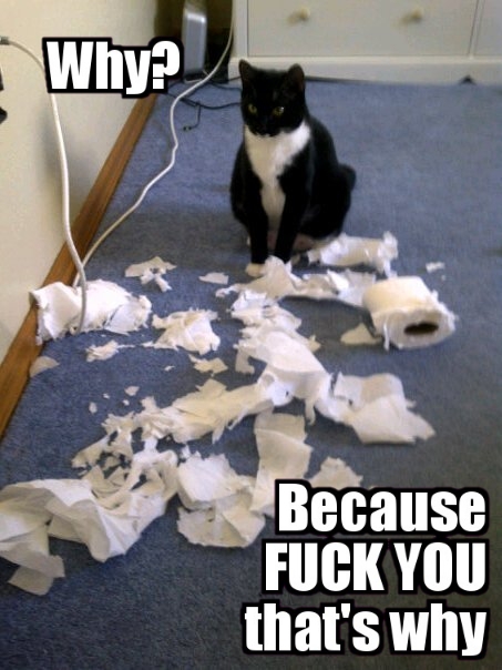 [Imagen: lolcats-why-because-fuck-you-that-s-why.jpg]