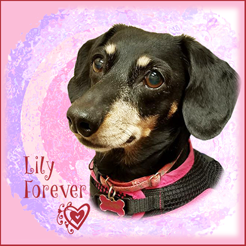 Lily Belle Forever