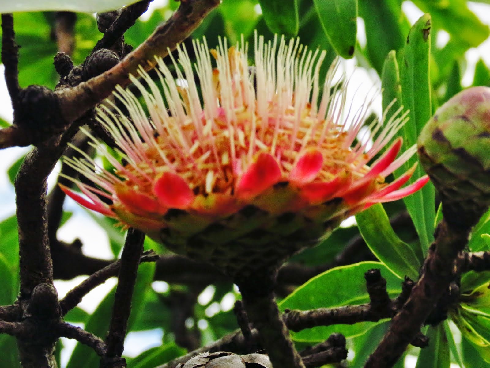 Protea at Lotheni