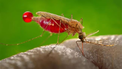 Obat chikungunya untuk anak yang aman dan alami Obat chikungunya untuk anak yang aman dan alami