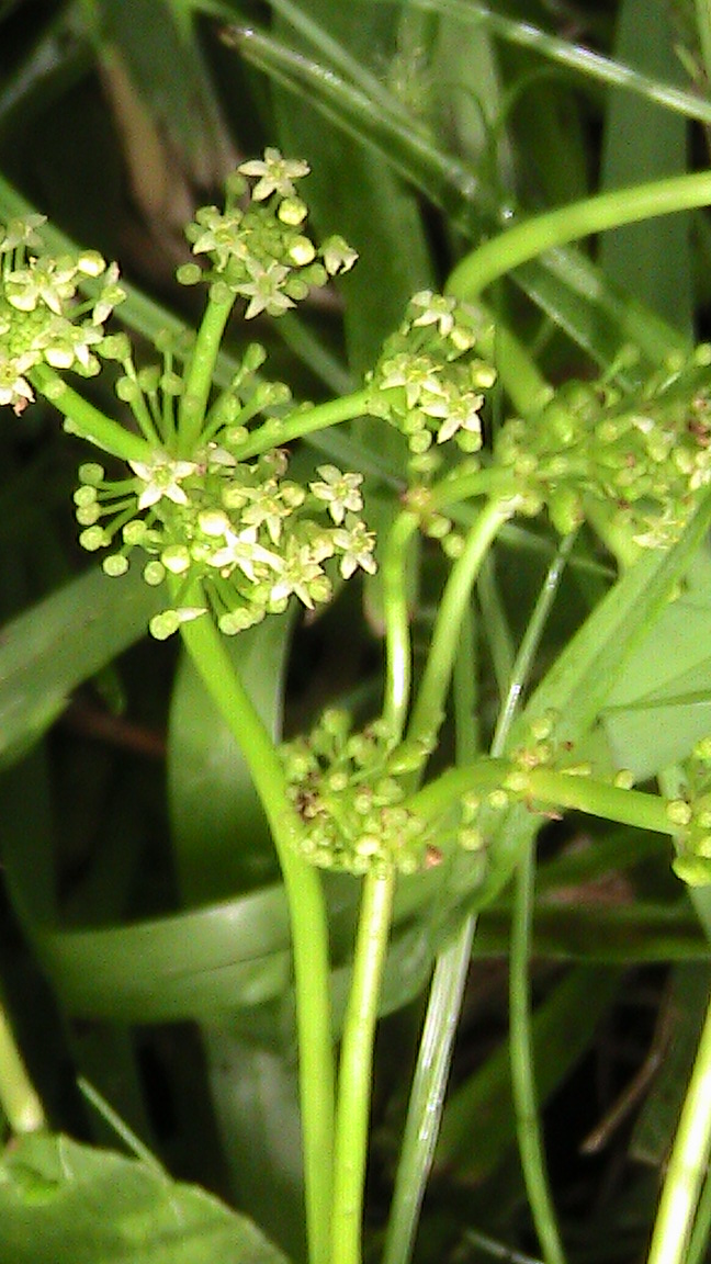 My Back Forty Garden and Park The Dollar Weed