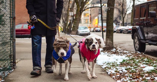 best winter coat for pitbulls