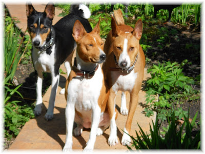 BASENJI SHOTS:  BEST ON THE WEB!  FREE DOWNLOADS!