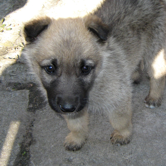 dog, щенок