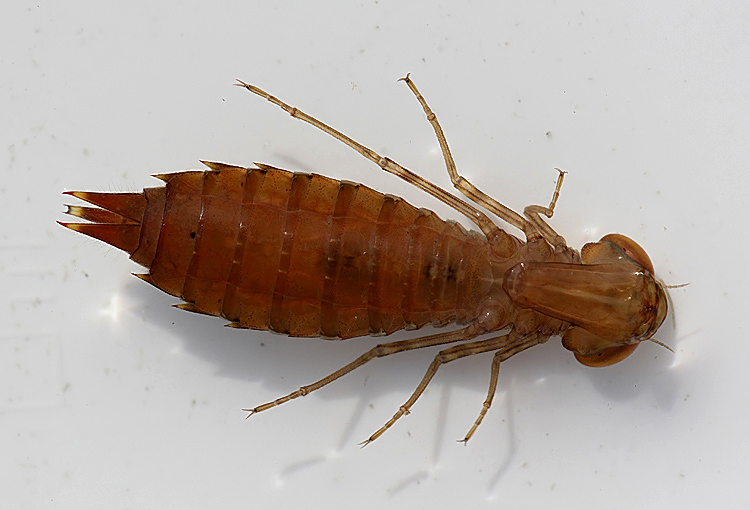 Kent Dragonflies The Nymphs of Nethergong!