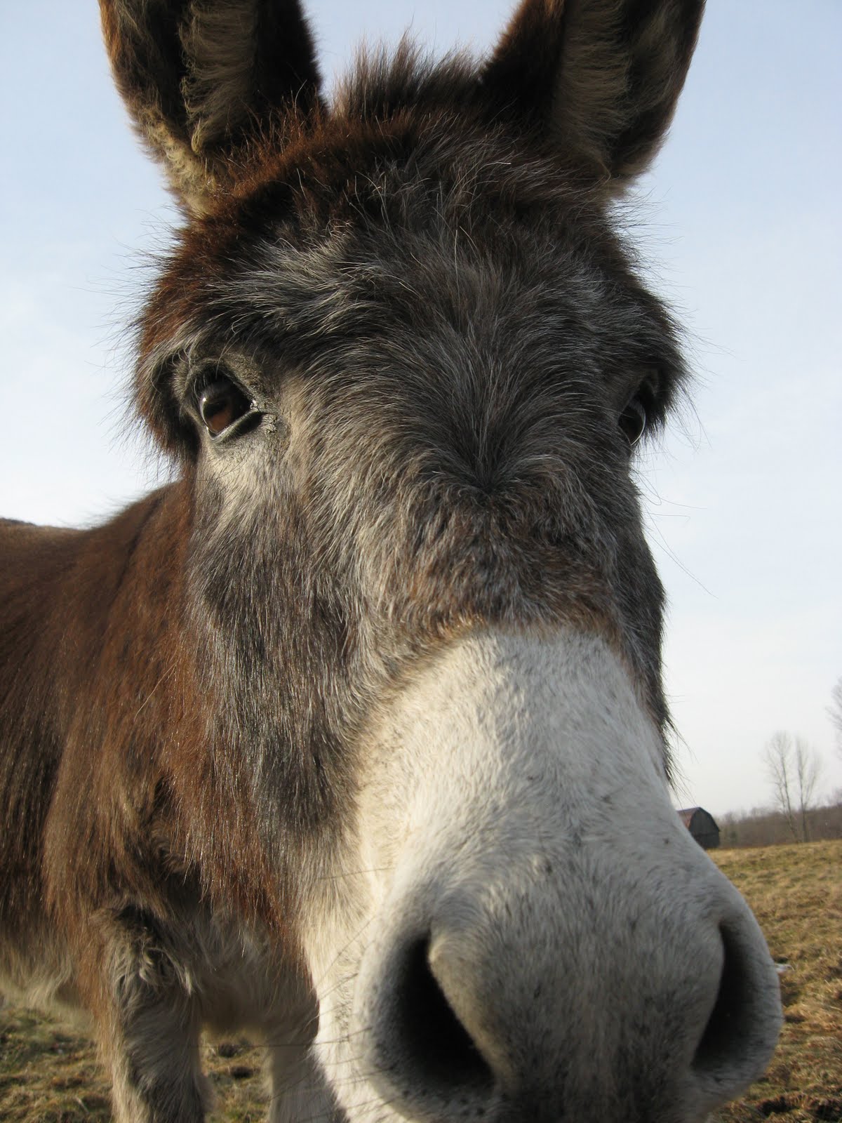 The Dancing Donkey The Best WeedEater