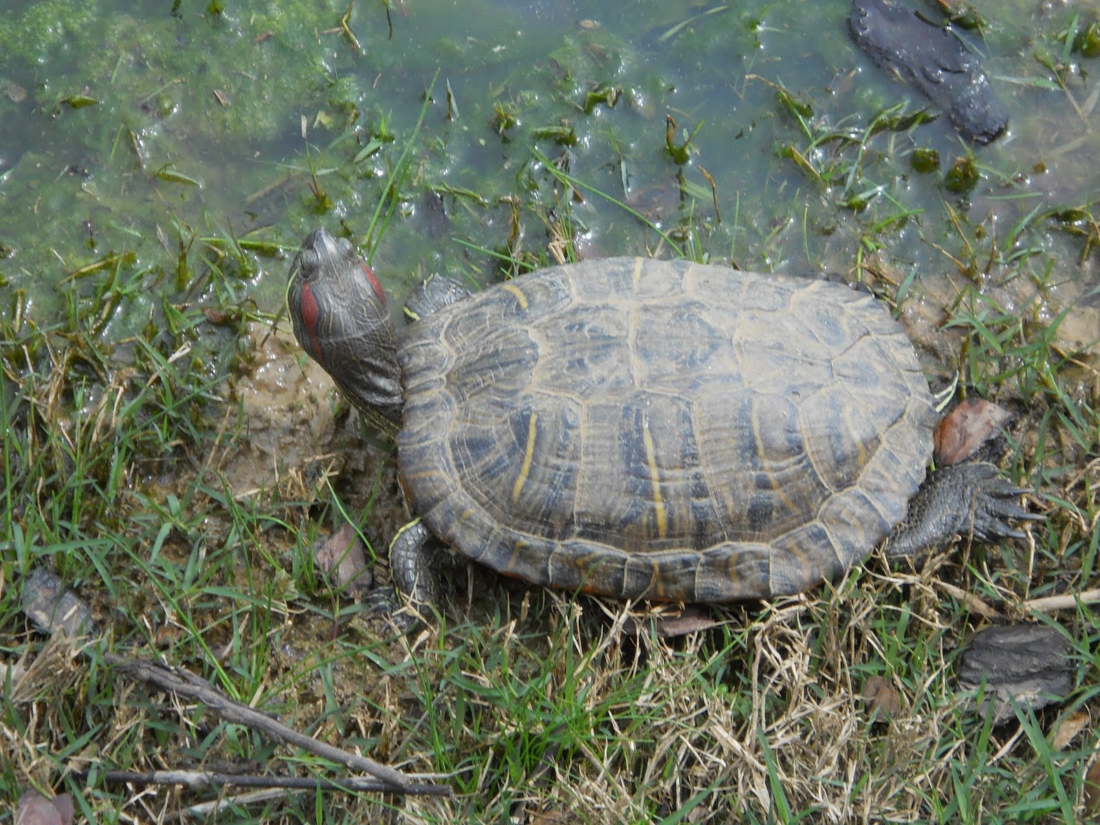 North Cabarrus Park