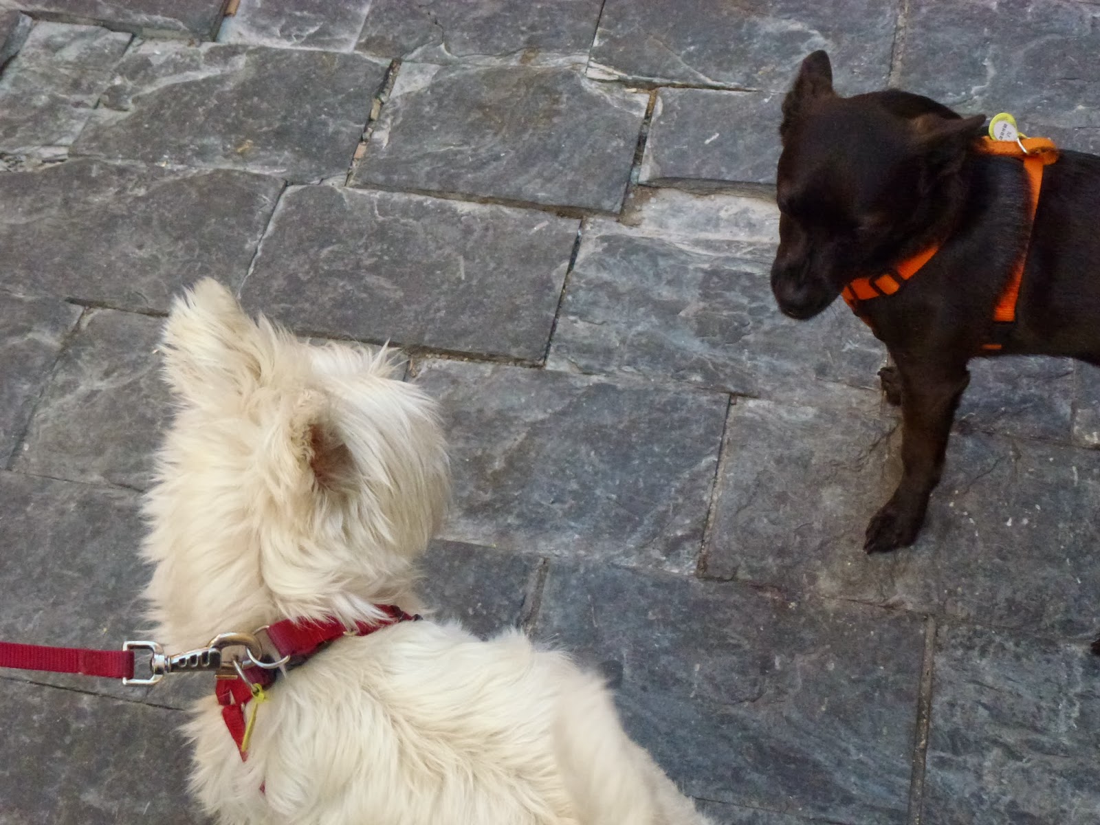 Teapots and Polka Dots Dogs in Spain