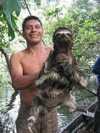 Sloth - Rare South American Mammal...