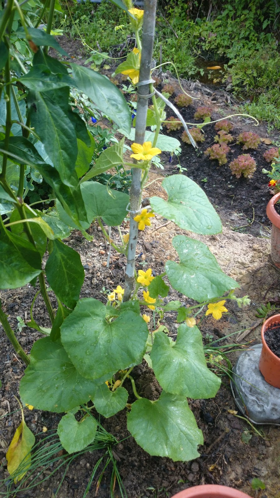 TIMUN ARMENIA - Rangkuman Cara Bertanam Lengkap