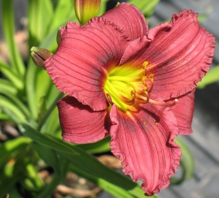 Baja Daylily
