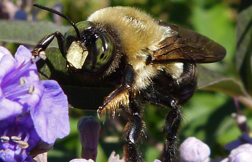 KY Natural Inquirer Do Bees Sleep?