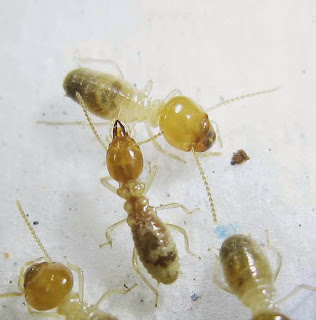 Hypotermes termites