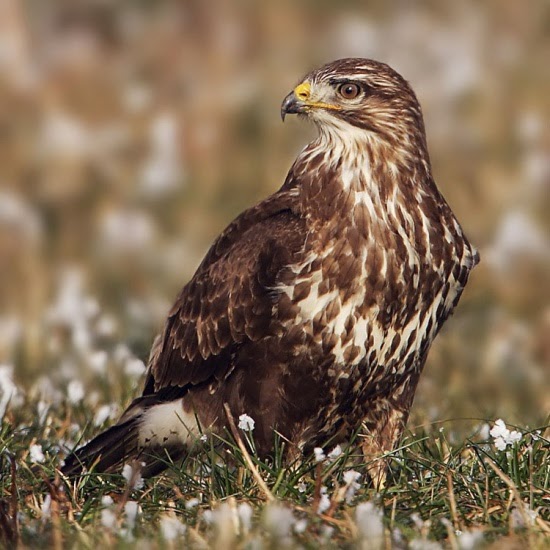 Common Buzzard Bird InfoPhotos The Wildlife